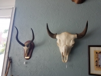 Bison and Impala Skull