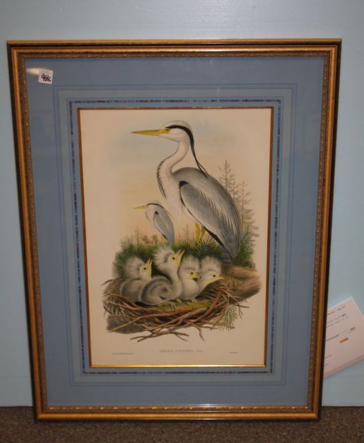 J. Gould and H.C. Richter (Walter Imp) Ardea Cinerea Print of Grey Heron