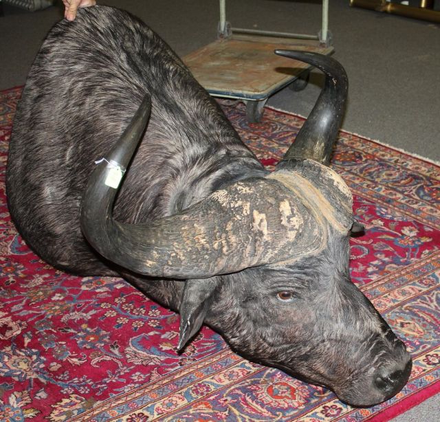 Water Buffalo Mount