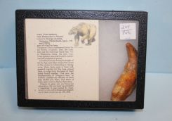 Ursus Spelaeus (Cave Bear) Bone