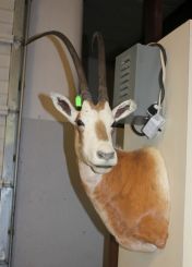 Scimitar Horned Oryx Mount