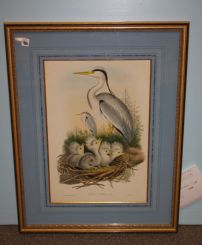 J. Gould and H.C. Richter (Walter Imp) Ardea Cinerea Print of Grey Heron