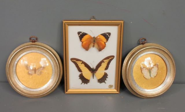 Three Butterfly Pictures